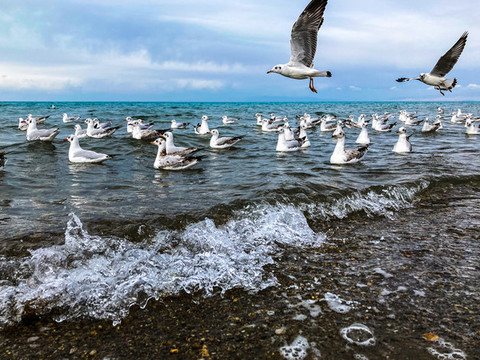 青海湖的海鷗