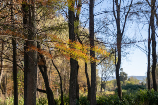 秋天大理洱海的水杉树