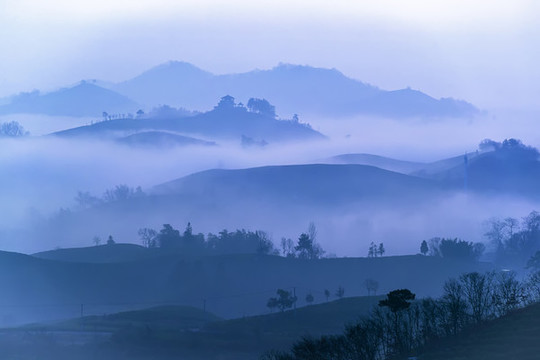 茶鄉(xiāng)晨韻圖片