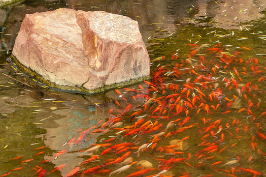 魚戲