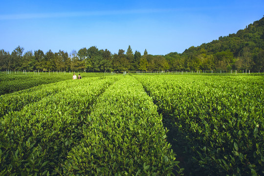 杭州雙峰龍井茶園