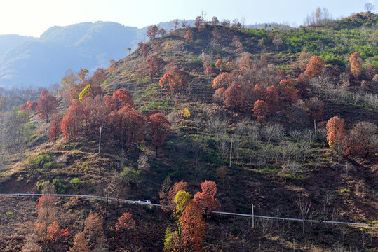 紅樹葉秋色