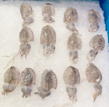 冰鮮章魚