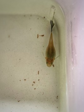 魚苗