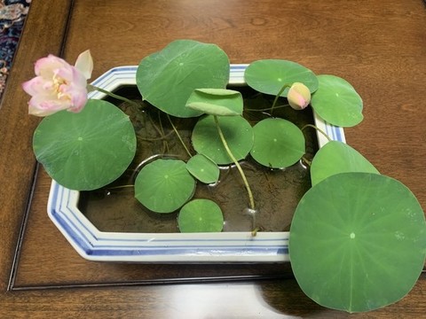 碗蓮