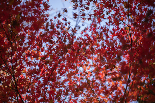 紅楓