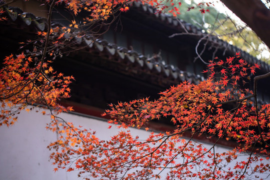 紅楓