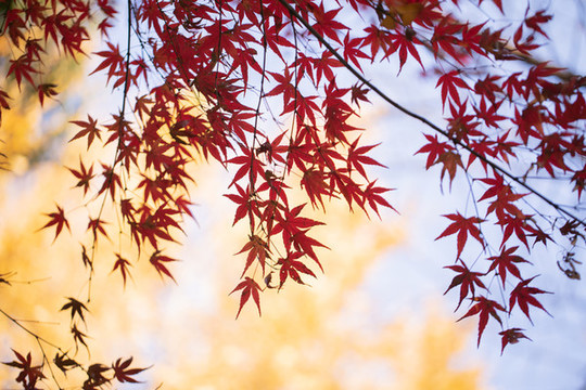 紅楓
