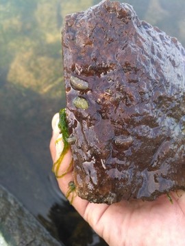 手捧海參手持雙手拿