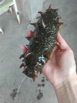 手捧海參手持雙手拿