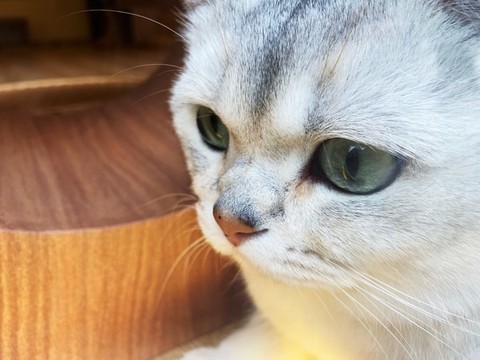 寵物貓