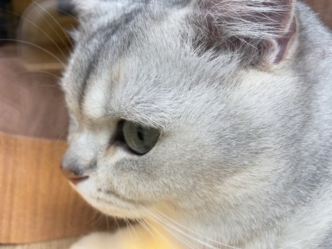 寵物貓