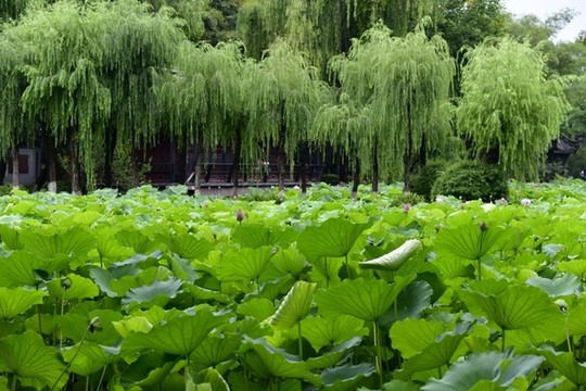 荷花池