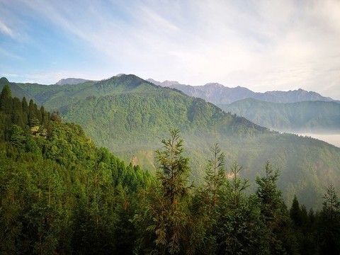 高山植被