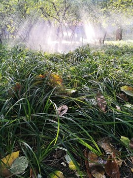草地澆水