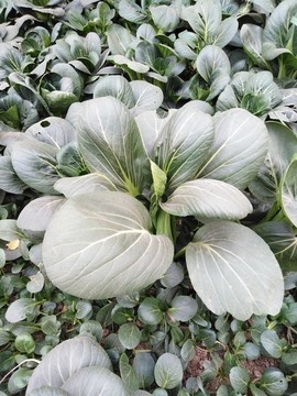 瓢梗菜