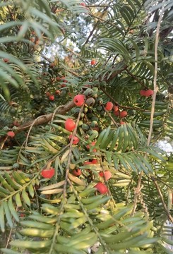 紅豆杉