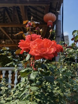 紅月季