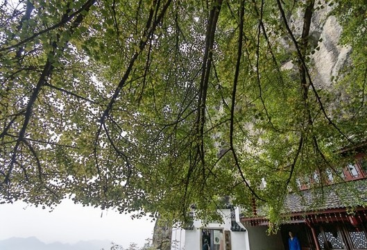 千年銀杏樹