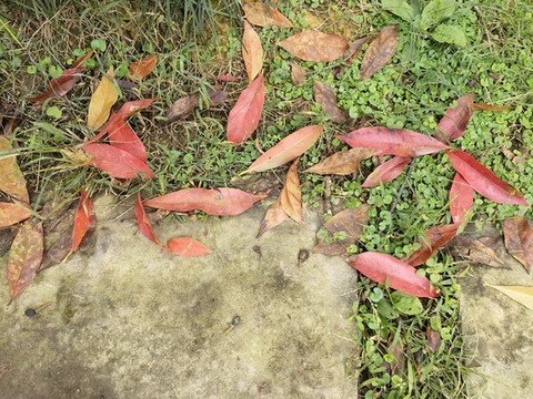 秋葉