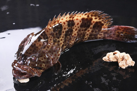 石斑魚