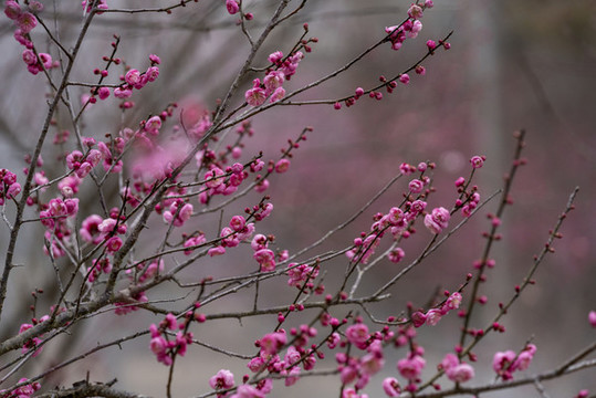 梅花