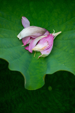 蓮花