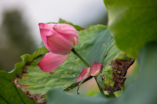 蓮花