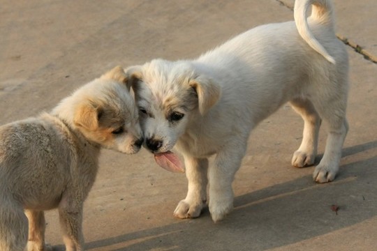 流浪犬