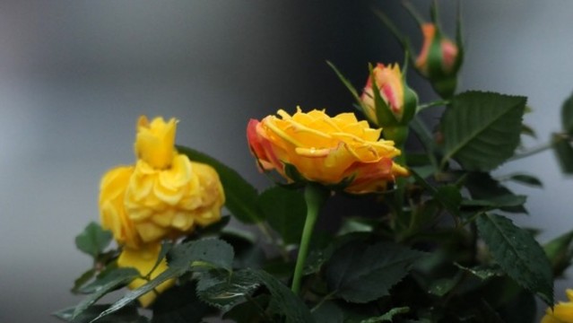 月季花