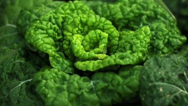 卷窩菜