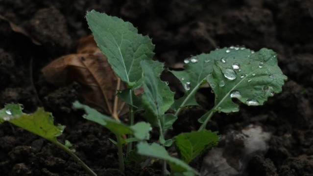 油菜