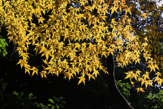 杭州花港觀魚公園秋色