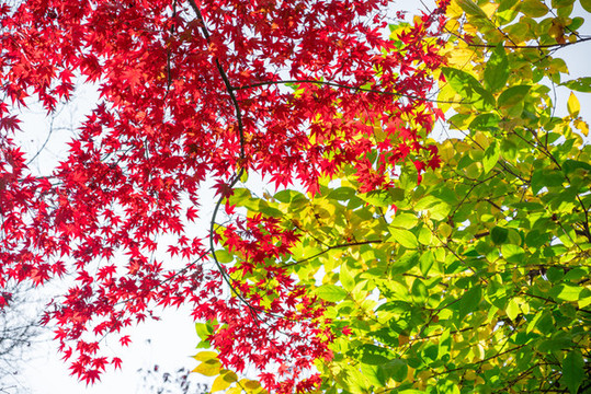 紅葉背景