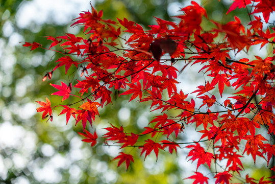 陽(yáng)光楓葉