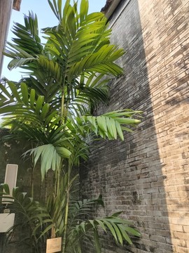 富貴竹