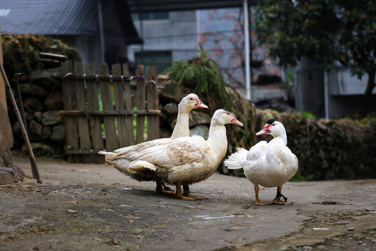 農(nóng)家散養(yǎng)鴨白鴨