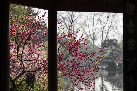 杭州花港觀魚公園探梅