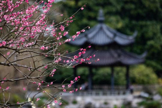 杭州花港觀魚公園探梅