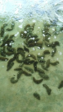 海參苗海產(chǎn)養(yǎng)殖遼參