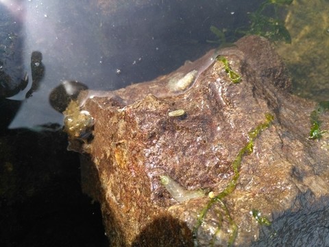 海參苗海產(chǎn)養(yǎng)殖遼參