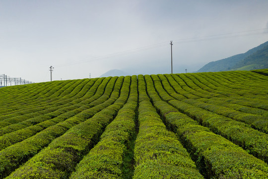 早茶