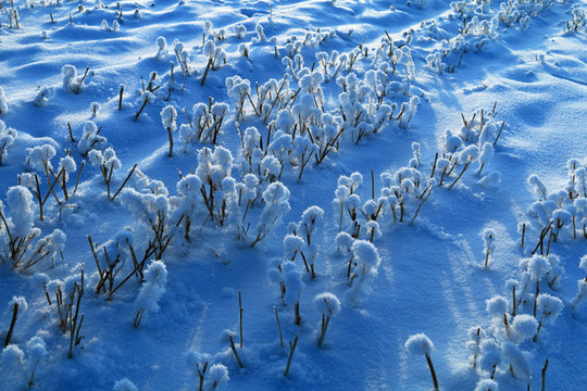 雪原灌木叢雪景