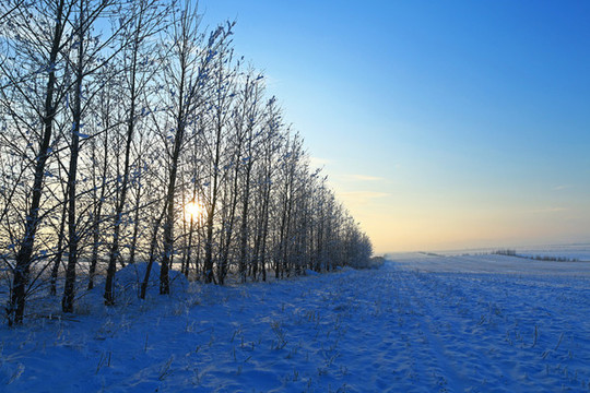農田防護林雪景暮色