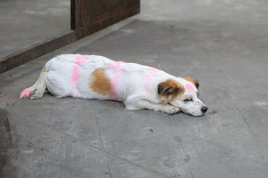 寵物小狗