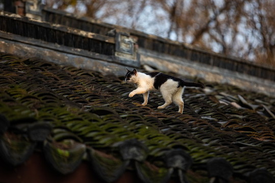 寵物小貓