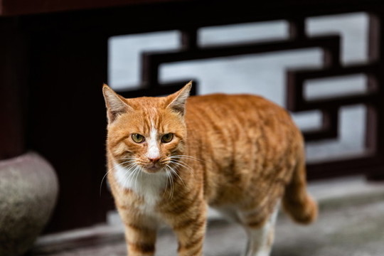 寵物小貓