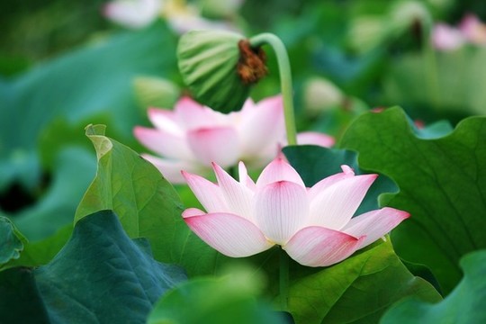 荷花