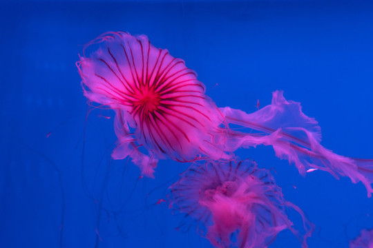 水母