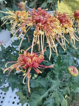 菊花